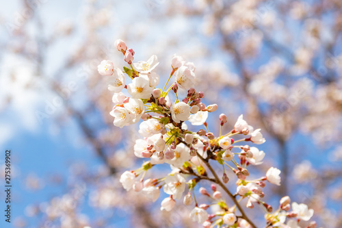 桜 © jiro