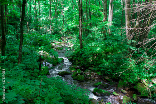 Smoky Mountain Tennessee