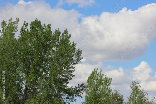 Tree and clouds in summer