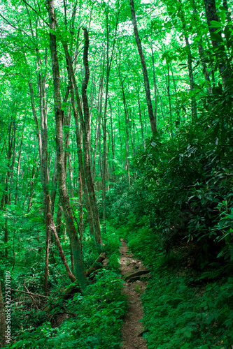 Smoky Mountain Tennessee