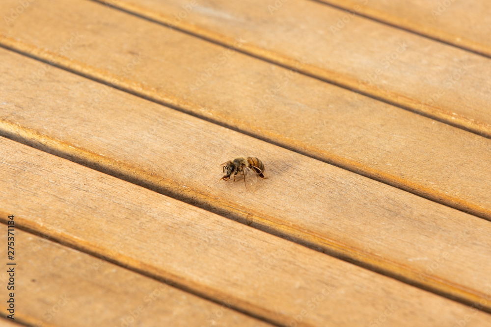 Obraz premium Honey bee on wooden table