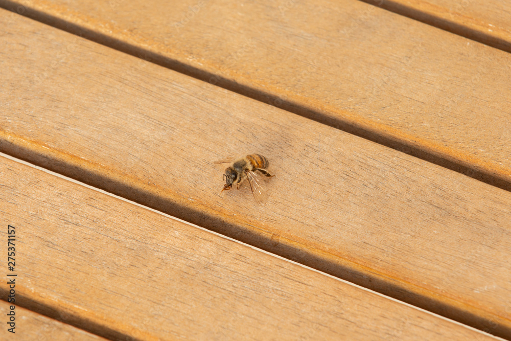 Obraz premium Honey bee on wooden table