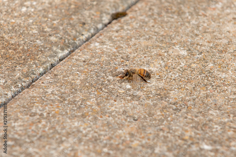 Urban honey bee on asphalt