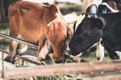 cows on farm © Songchai