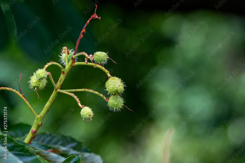 Chestnut tree in summer:young conkers and foliage	