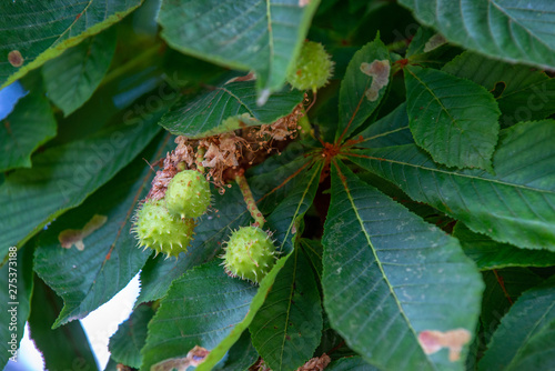 Chestnut tree in summer:young conkers and foliage	