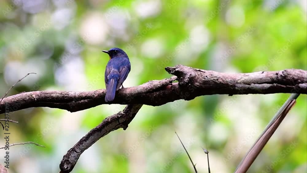 The Hill Blue Flycatcher is found at high elevation habitat it has blue feathers and orange-like breast for the male, while the female is pale cinnamon brown and also with transitioned orange breast. The Hill Blue Flycatcher is found at high elevation habitat it has blue feathers and orange-like breast for the male, while the female is pale cinnamon brown and also with transitioned orange breast.