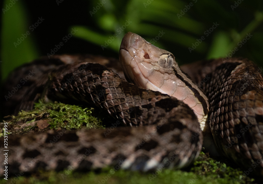 Fototapeta premium Fer-de-lance Viper in Costa Rica