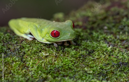 Red eyed tree frog on moss in Costa Rica © Harry Collins