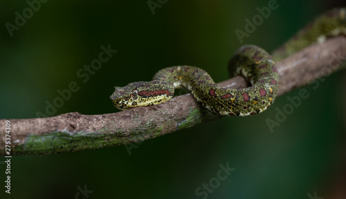 Eyelash Viper on tree in Costa Rica
