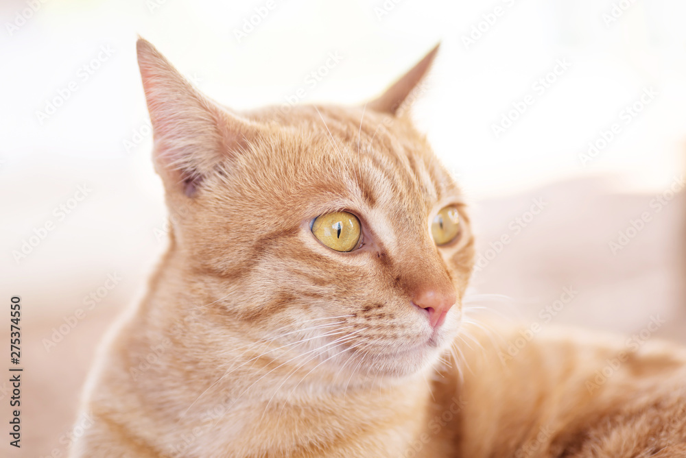 Naklejka premium Close up of ginger cat looking something, cute pets