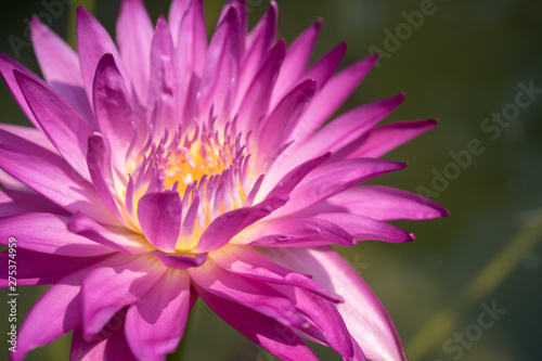 purple nymphae water lily  photo