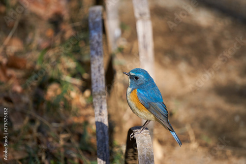 青い美しい鳥、ルリビタキ