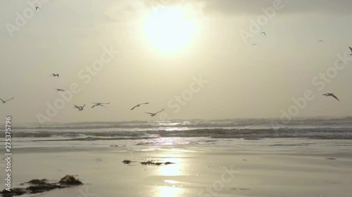 Flock of birds flying away during sunrise at the beach. photo