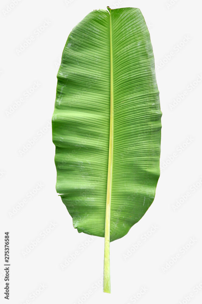 Fototapeta premium Banana Leaf