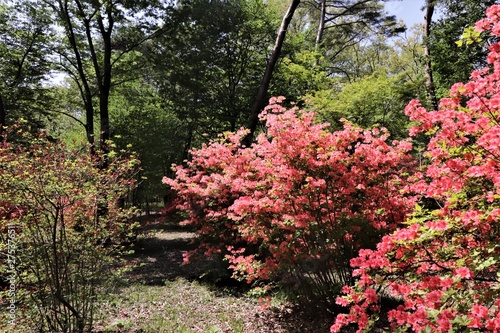 春の自然庭園（散策路のツツジ）