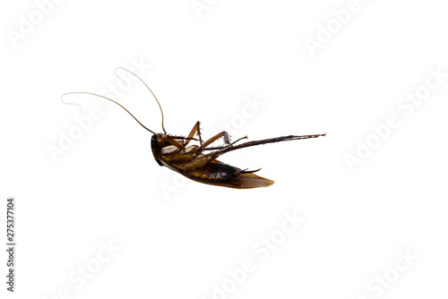 Dead cockroach supine upside isolated on white background © nipastock