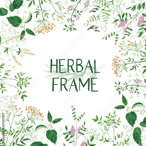 Watercolor herbal frame. Culinary and medicinal herbs. Hand drawn botanical illustration