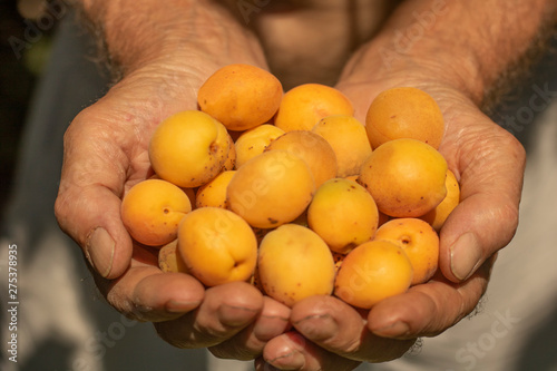 In the palms of men, juicy and fresh apricots.
