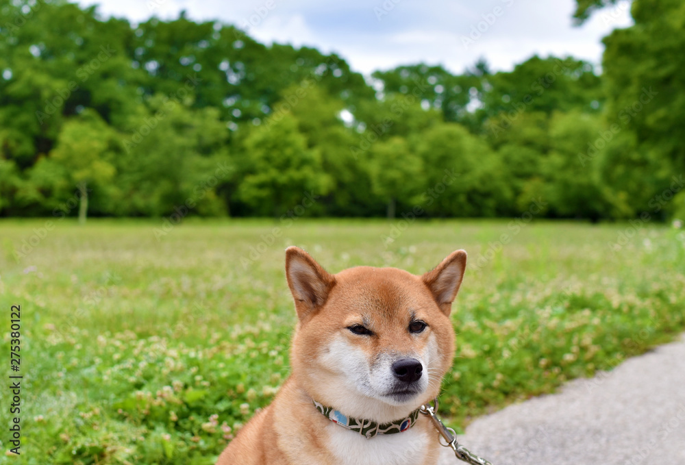 柴犬・新緑・自然 柴犬・新緑・自然