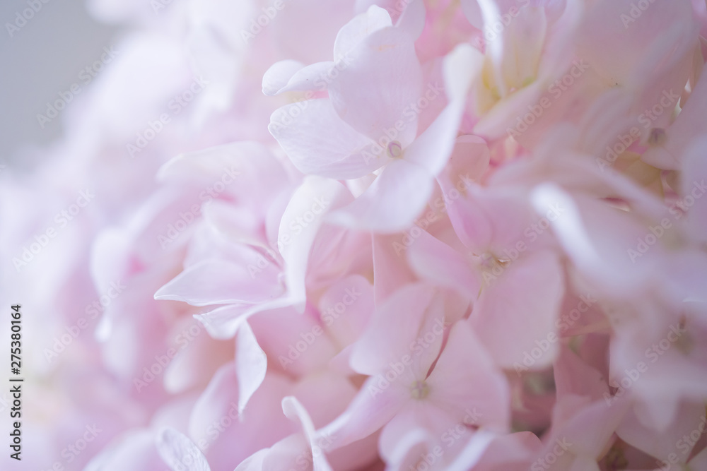 Naklejka premium closeup pink Hydrangea flower 