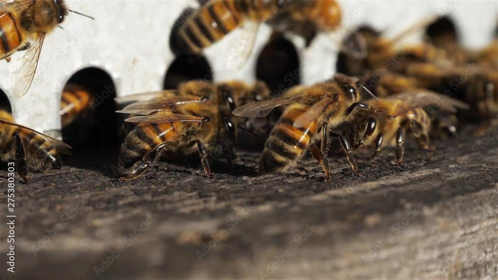 Bees flying around the hive Bees flying around the hive
