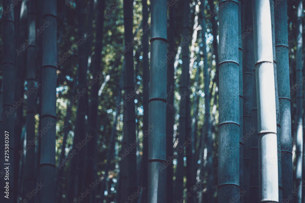 Obraz premium Sagano Bamboo Forest in Arashiyama