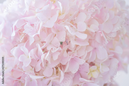 Fototapeta Naklejka Na Ścianę i Meble -  closeup pink Hydrangea flower 