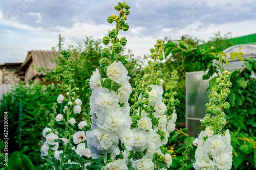 Alcea Rosea, a double form in pink. They are popular garden ornamental plant. Also comonly known as Hollyhock or Malva. Close up of blooming hollyhock malva flowers in the garden