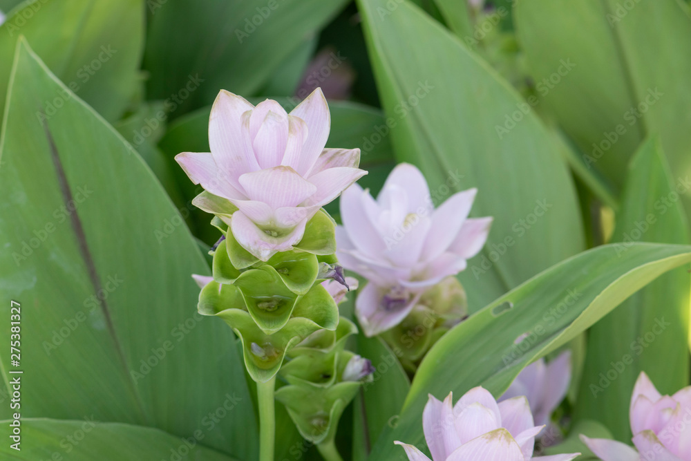 Siam Tulip Flower In The Nature, Dok krachiao, Curcuma Zanthorrhiza. Stock  Photo | Adobe Stock