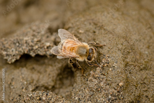 macro honey bee  © Brandy