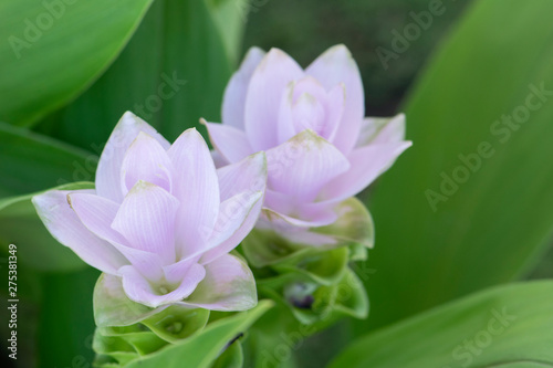 Siam Tulip Flower In The Nature  Dok krachiao  Curcuma Zanthorrhiza.