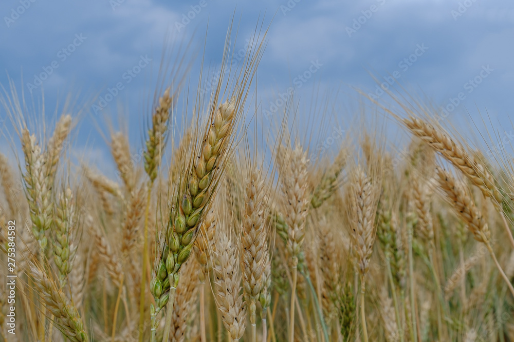 Ears of ripe wheat against cloudy blue sky Ears of ripe wheat against cloudy blue sky
