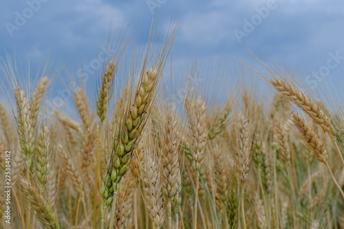 Ears of ripe wheat against cloudy blue sky