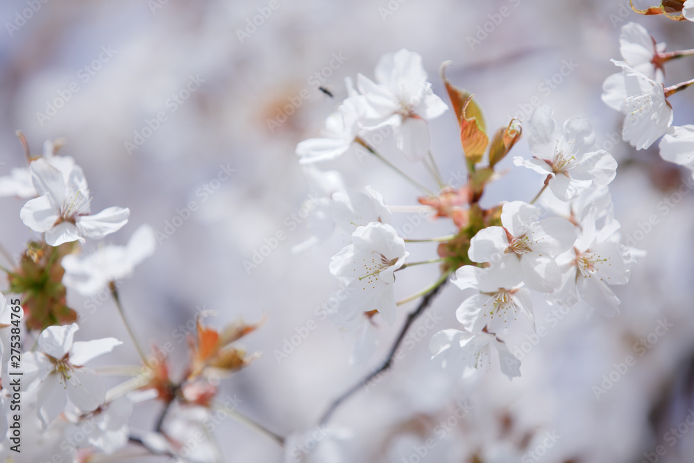 桜 桜