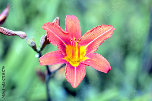 Beautiful orange lily in the summer garden close up © Talulla