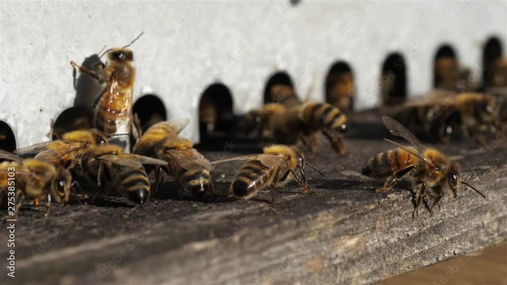 Bees flying around the hive Bees flying around the hive