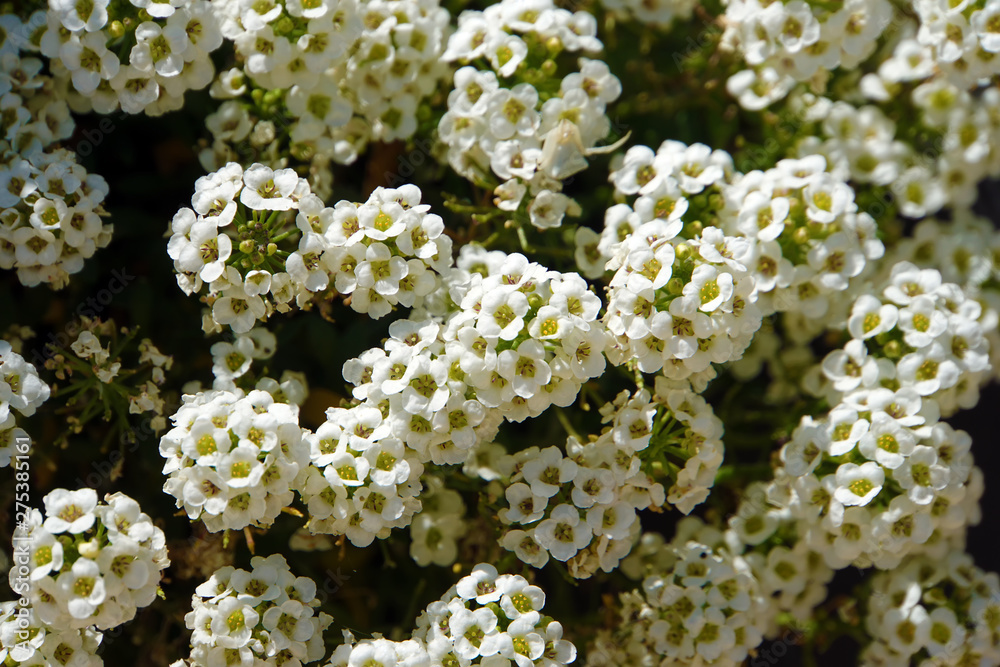 white flowers in the garden