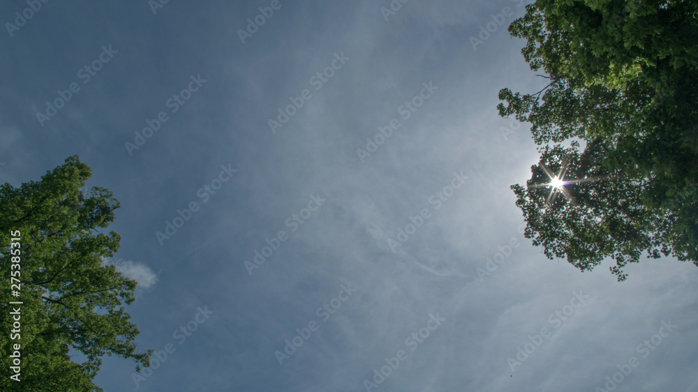 The bright sun shines starlike through the dense green foliage of the dense crown of a tall lime tree against a blue sky with light smoky clouds The bright sun shines starlike through the dense green foliage of the dense crown of a tall lime tree against a blue sky with light smoky clouds