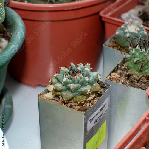 Small potted cactus Turbinicarpus alonsoi with red flower bud growing in cacti collection photo