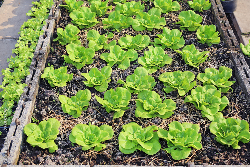 Young lettuce plants in the garden. Young lettuce plants in the garden.