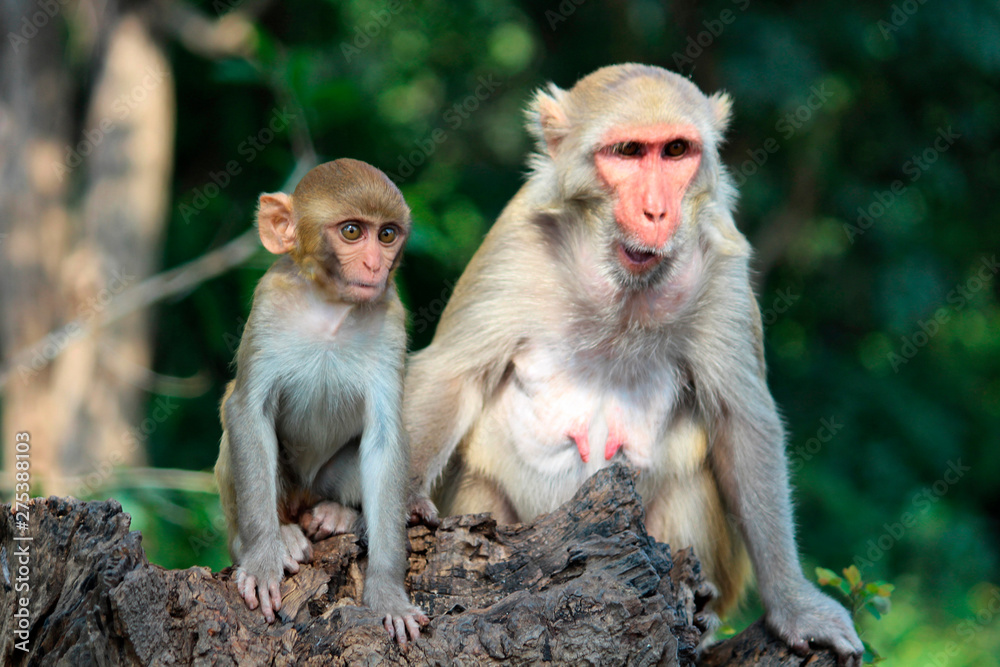 Fototapeta premium Mother with her young monkey, Macaca mulatta-sp, Hyderabad, Telangana, India