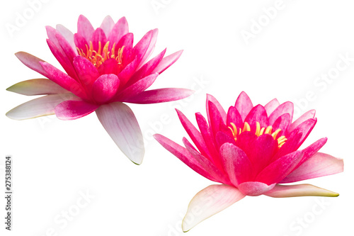 Beautiful Pink lotus flower bouquet isolated on the white background. Photo with clipping path..