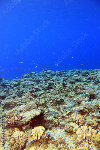 珊瑚礁の地平線