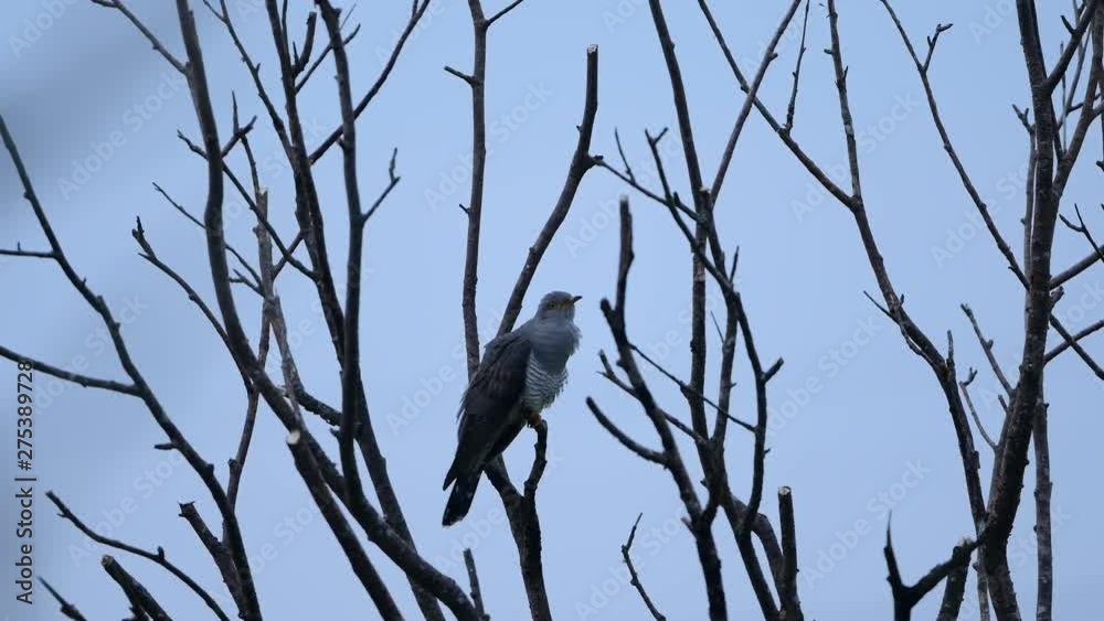 高原で元気よく鳴くカッコウ