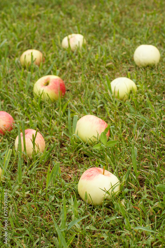 Red apples on green grass in the orchard