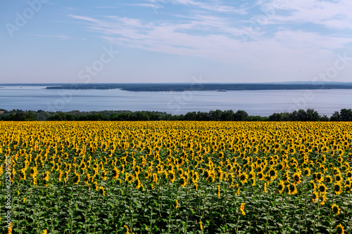 Field of yellow sunflowers on background of wide river