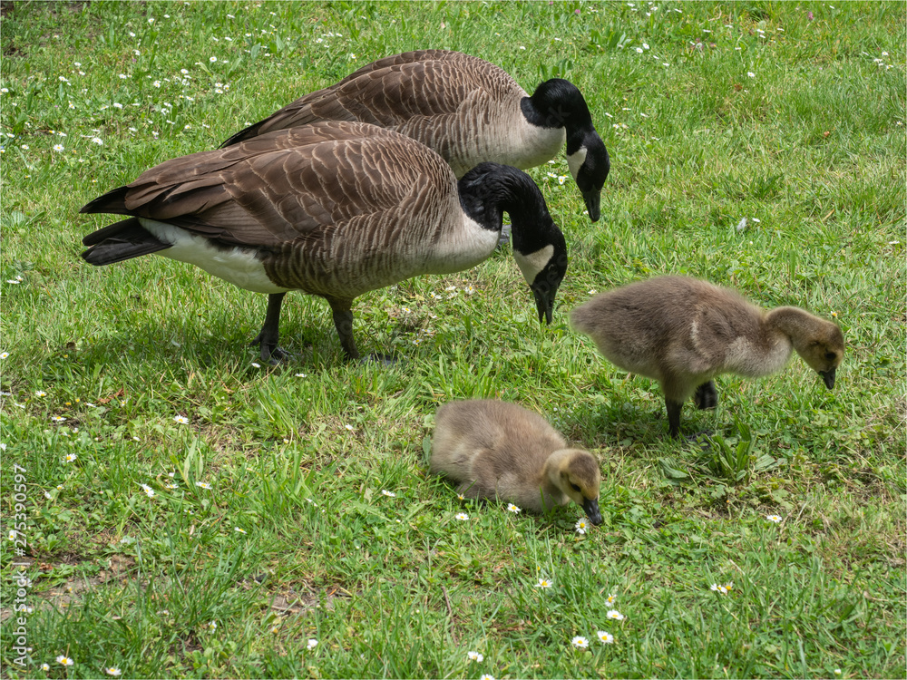 oies bernache avec leurs petits dans les jardins de Bagatelle à Paris