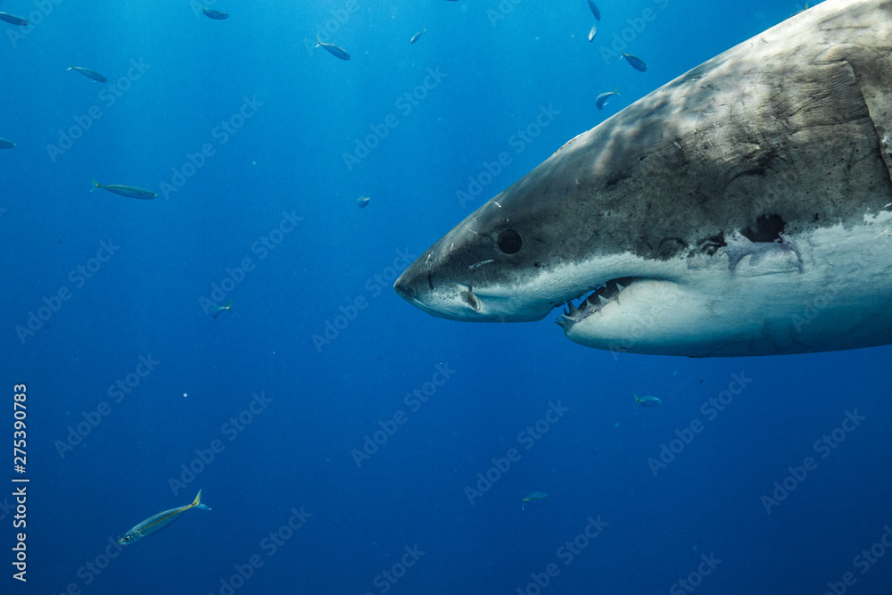 Fototapeta premium Great White Shark in Guadalupe Mexico