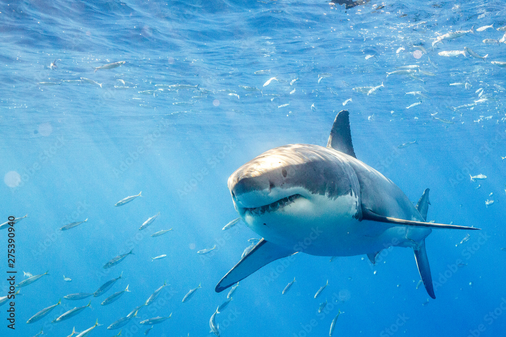 Obraz premium Great White Shark in Guadalupe Mexico